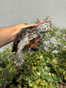 Concentric Diamondback Terrapin Adult Female