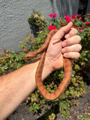 Red Salt Marsh Water Snake Adult Female