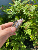 Ornate Diamondback Terrapin Female