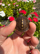 Hi Color Yellow Baby Eastern Box Turtle