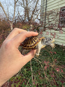 Desert Box Turtle Adult Female CB