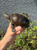 Franco-Italian Pond Turtle Adult Female