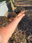 Stripe-necked Musk Turtle Adult Breeding Group 1.4  (Sternotherus peltifer)