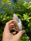Ornate Diamondback Terrapin Female