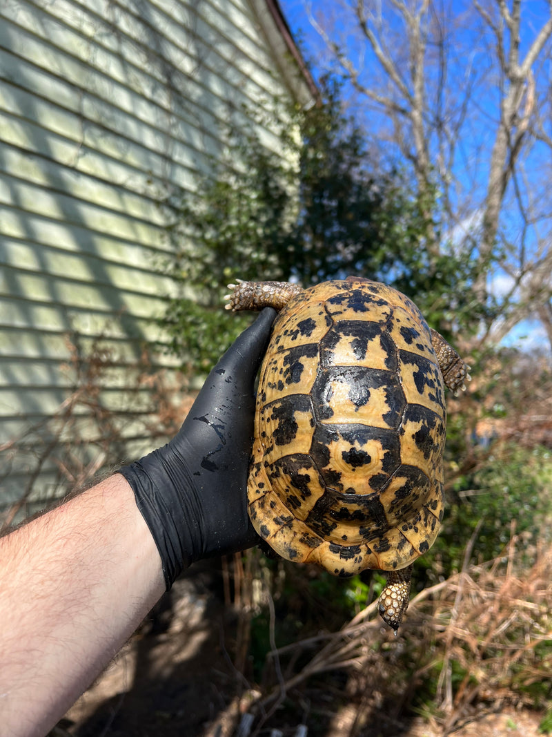 Libyan Greek Tortoise Adult Male