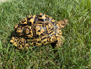 Hi White Leopard Tortoise Female