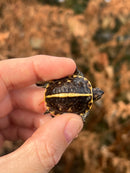 HI YELLOW Florida Box Turtle Baby