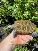 Adult Northern Diamondback Terrapin Male