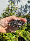 HI YELLOW Florida Box Turtle
