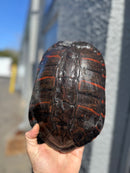 Super Red Northern Red Bellied Turtle Adult Female