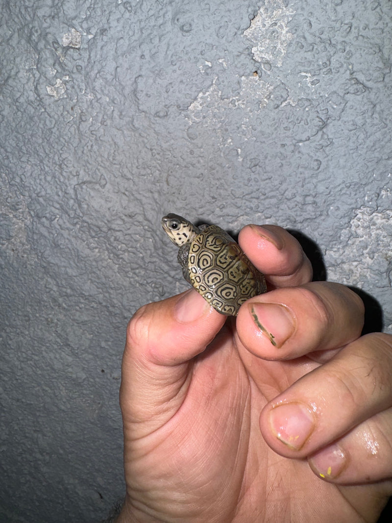 Hi White Concentric Diamondback Terrapin 2024