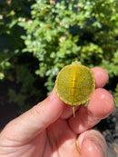 Mitch Clown Red Eared Slider Turtle
