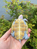 Ornate Flowerback Diamondback Terrapin Female