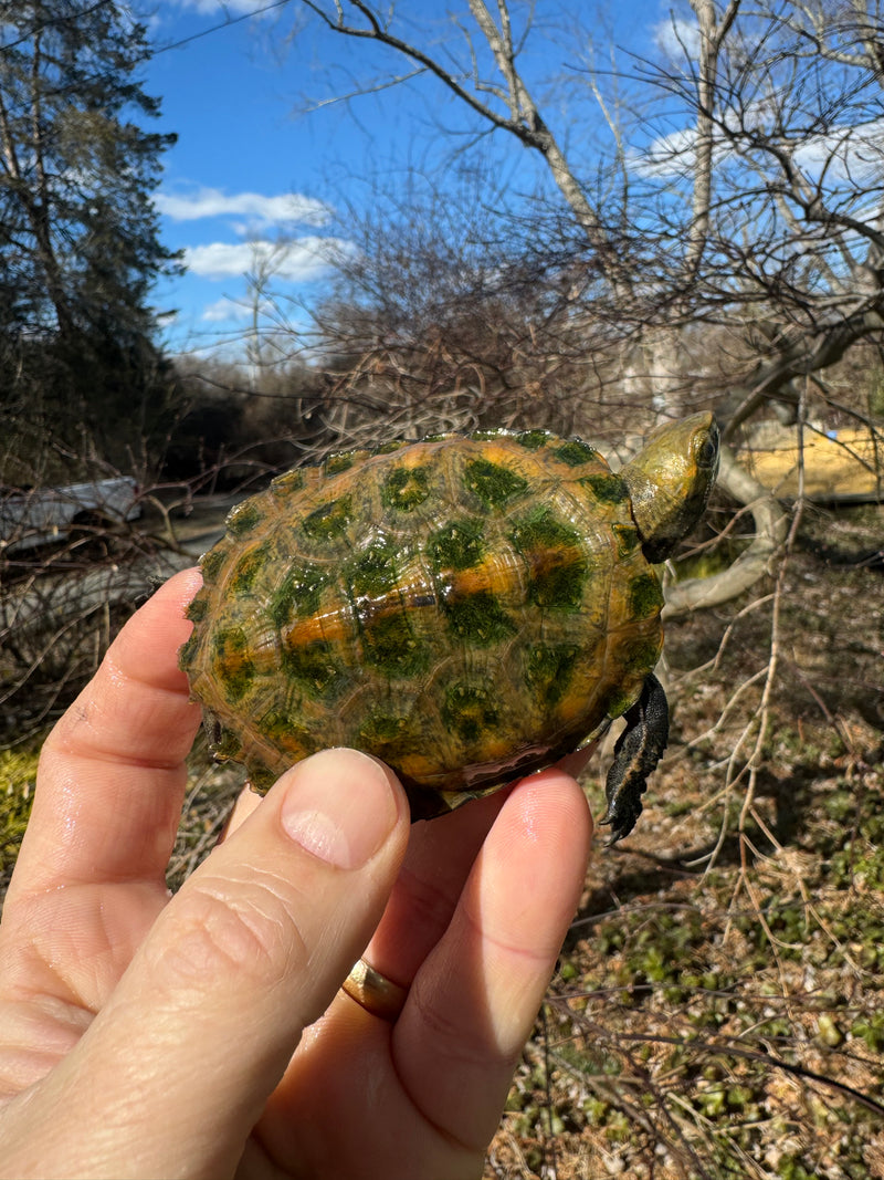 Japanese Pond Turtle 1.3 (Mauremys japonica) (Priced As Group