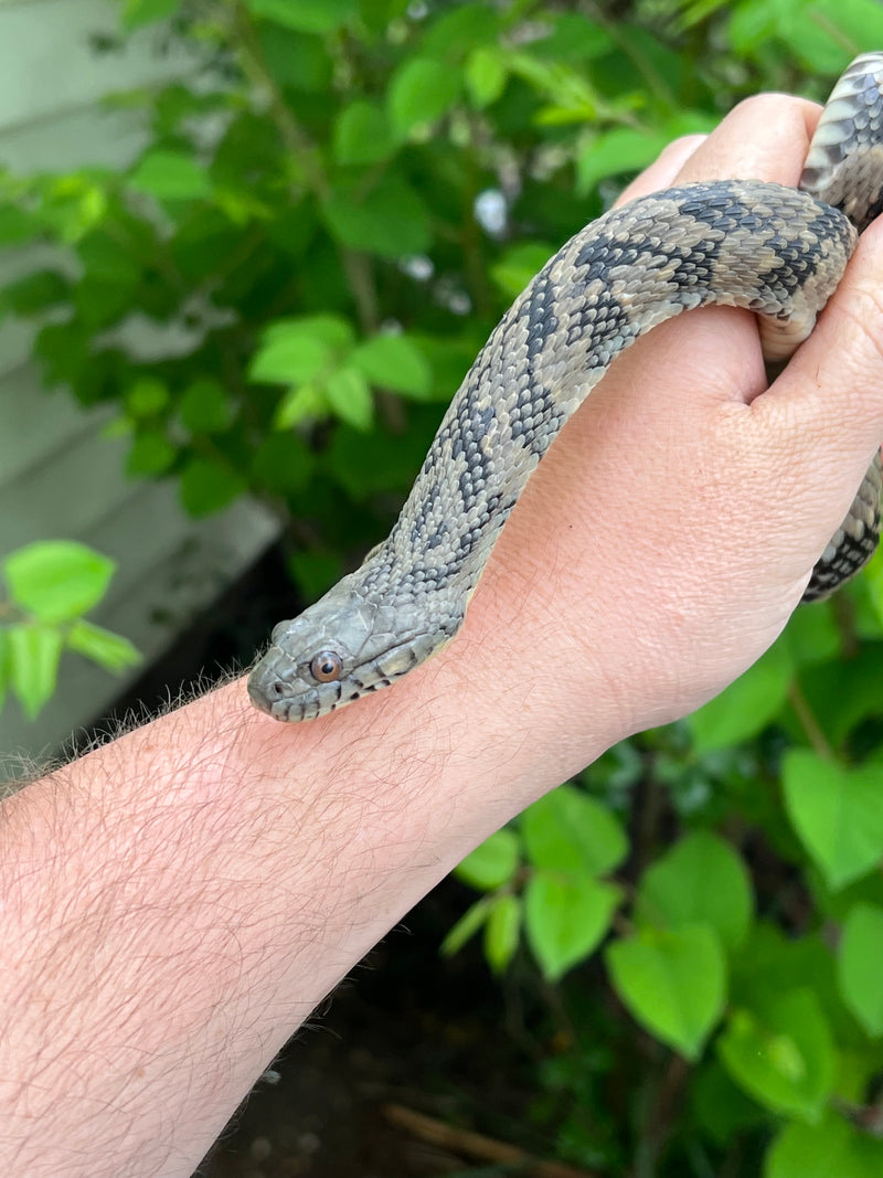 Diamondback Water Snake (Nerodia rhombifer)