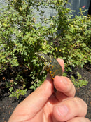 Florida Red Bellied Turtle X Peacock Slider