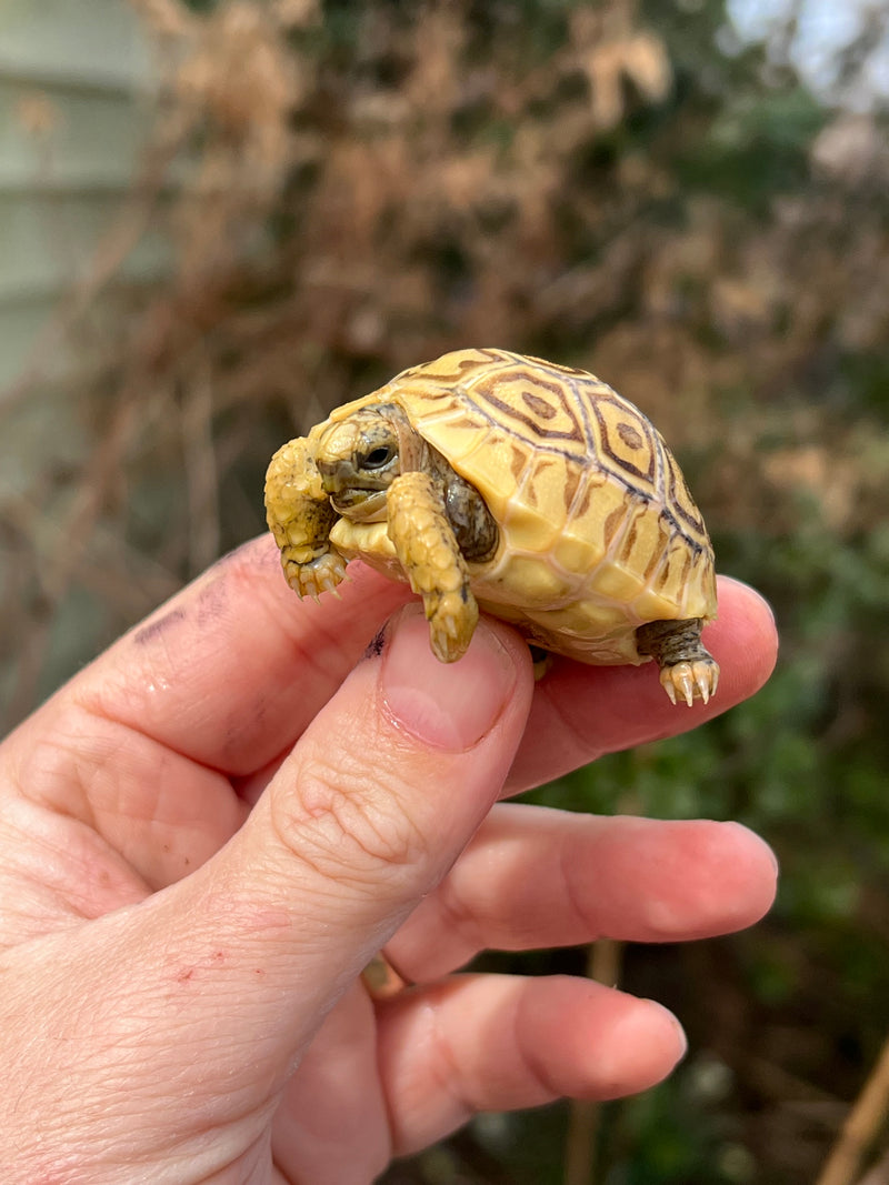 Leopard Tortoise 2024