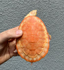 Albino Pink Bellied Sideneck Turtle Young Adult Female
