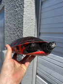 Super Red Northern Red Bellied Turtle Adult Female