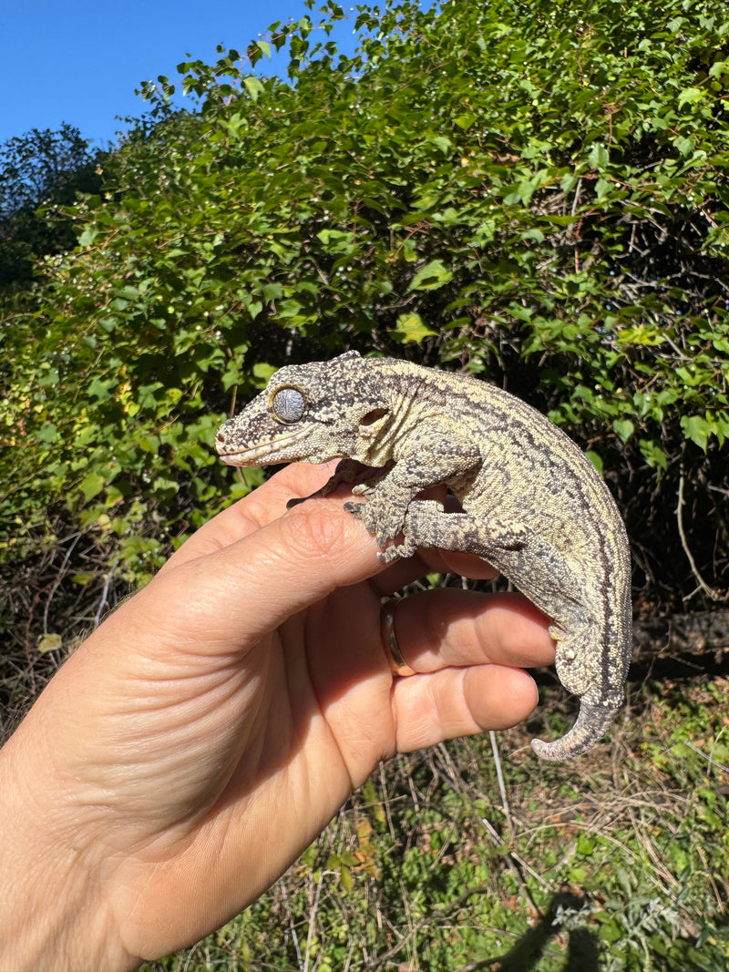 Gargoyle Gecko Adult Male