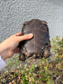 Burmese Black Mountain Tortoise Female