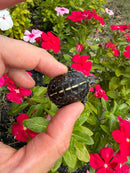 HI YELLOW Florida Box Turtle