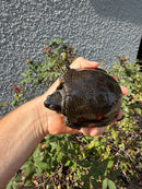 Franco-Italian Pond Turtle Adult Male