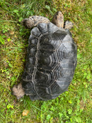 Burmese Black Mountain Tortoise Female