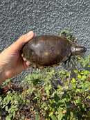 Franco-Italian Pond Turtle Adult Female