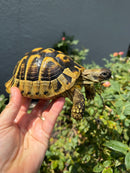 Eastern Hermann's Tortoise Adult Male