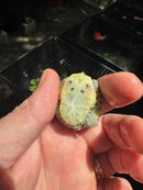 Pastel Clown Red Eared Slider Turtle 2025