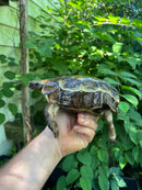 Homes Hinge-back Tortoise Adult Pair