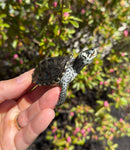 Hi White Concentric Diamondback Terrapin 2025