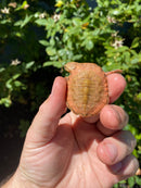 Hypo Peach Geoffroy's Sideneck Turtle