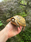 Libyan Greek Tortoise Adult Female