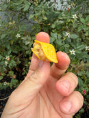Albino Florida Red Bellied Turtle 2026