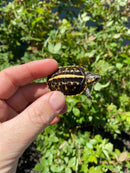 HI YELLOW Florida Box Turtle