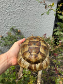 Mesopotamian Greek Tortoise Adult Female