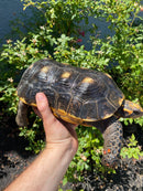 Red Foot Tortoise Adult Male