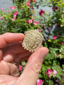 Albino Florida Snapping Turtle 2026