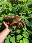 Suriname Red Foot Tortoise Adult Male