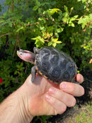 Ornate Diamondback Terrapin Male