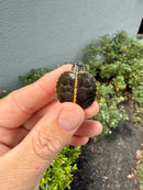 Pastel  Southern Painted Turtle 2026
