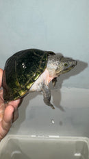 Razor backed Musk Turtle CB Adults (Sternotherus carinatus)