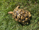 Hi White Leopard Tortoise Female