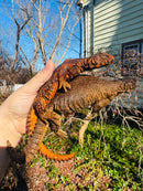 Super Red Niger Uromastyx Adult Pair