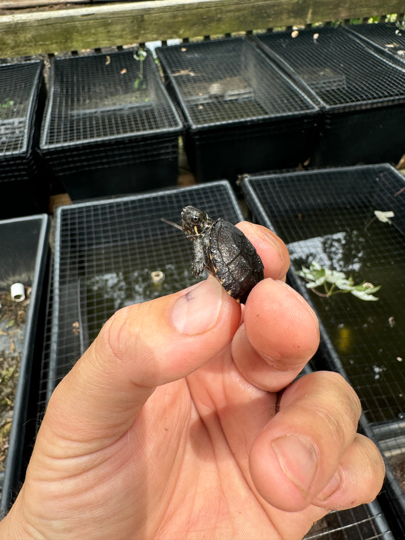 Razor backed Musk Turtle X Stinkpot Musk Turtle Hybrid Baby 2024