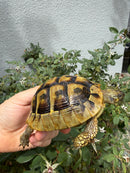 Eastern Hermann's Tortoise Adult Female