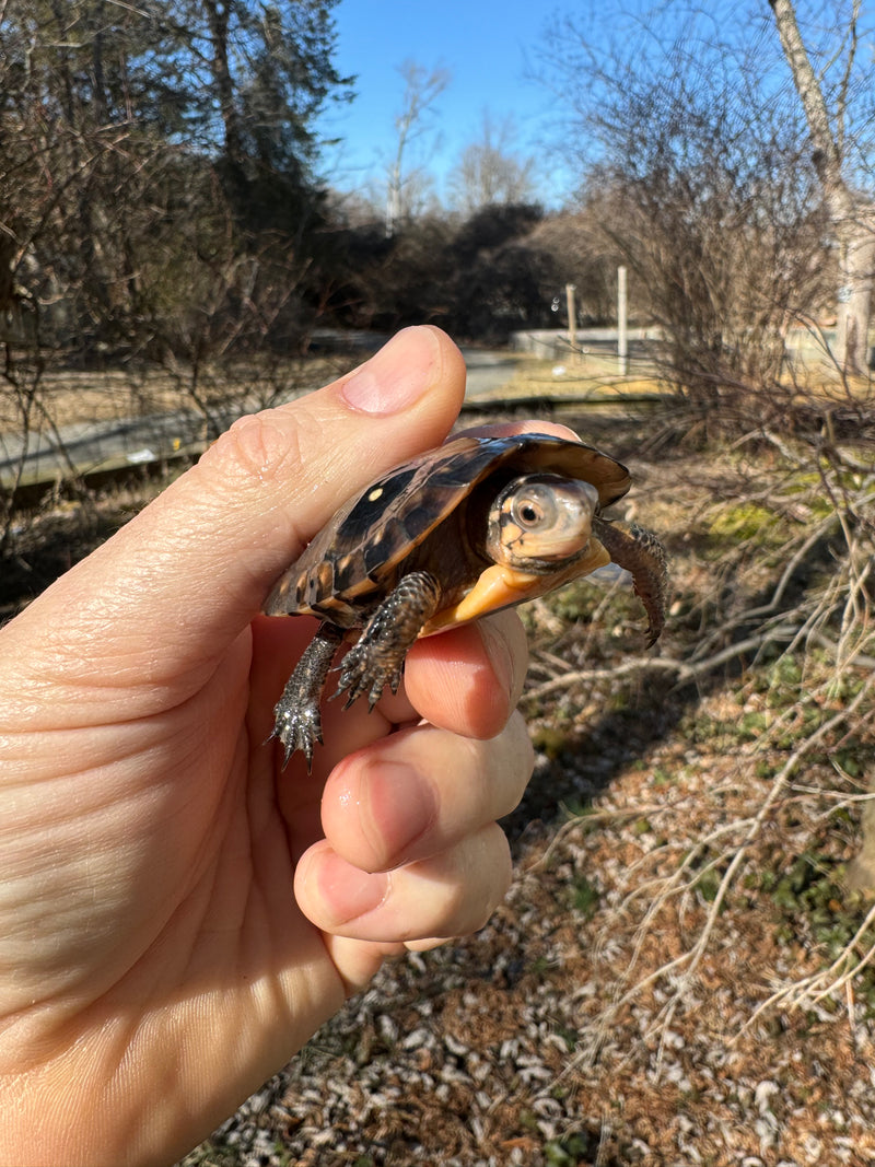 Spotted Turtle 2023 Female