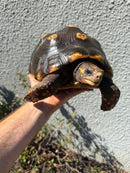 Barbados Red Foot Tortoise Adult Female